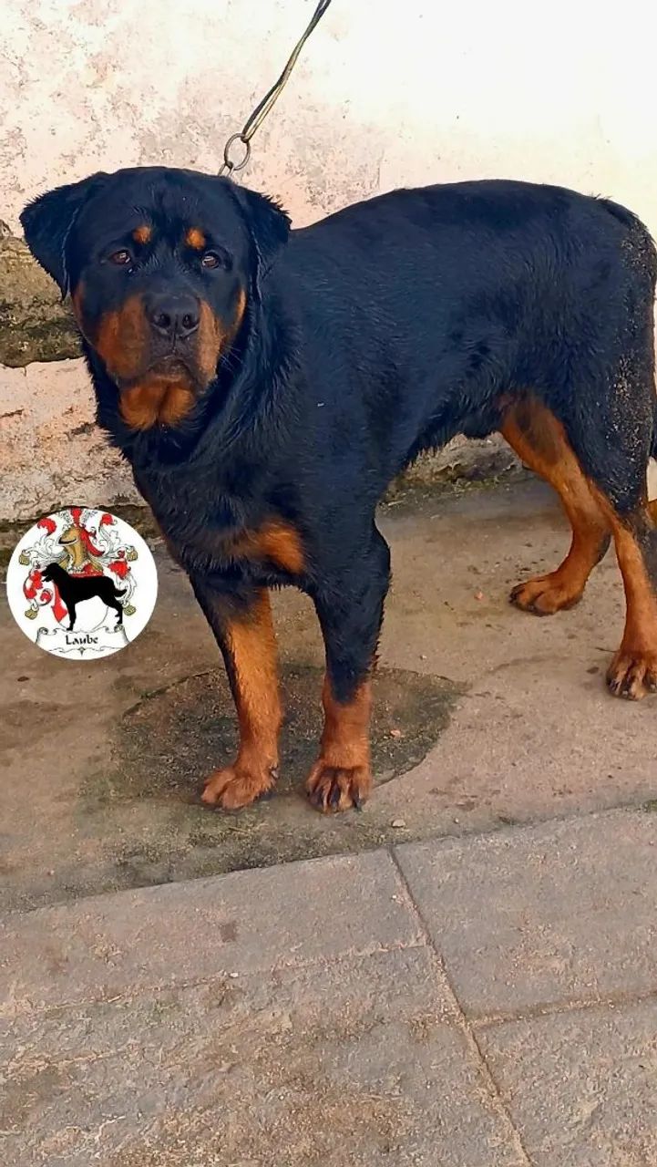 Casal/ rottweiler - Foto 2