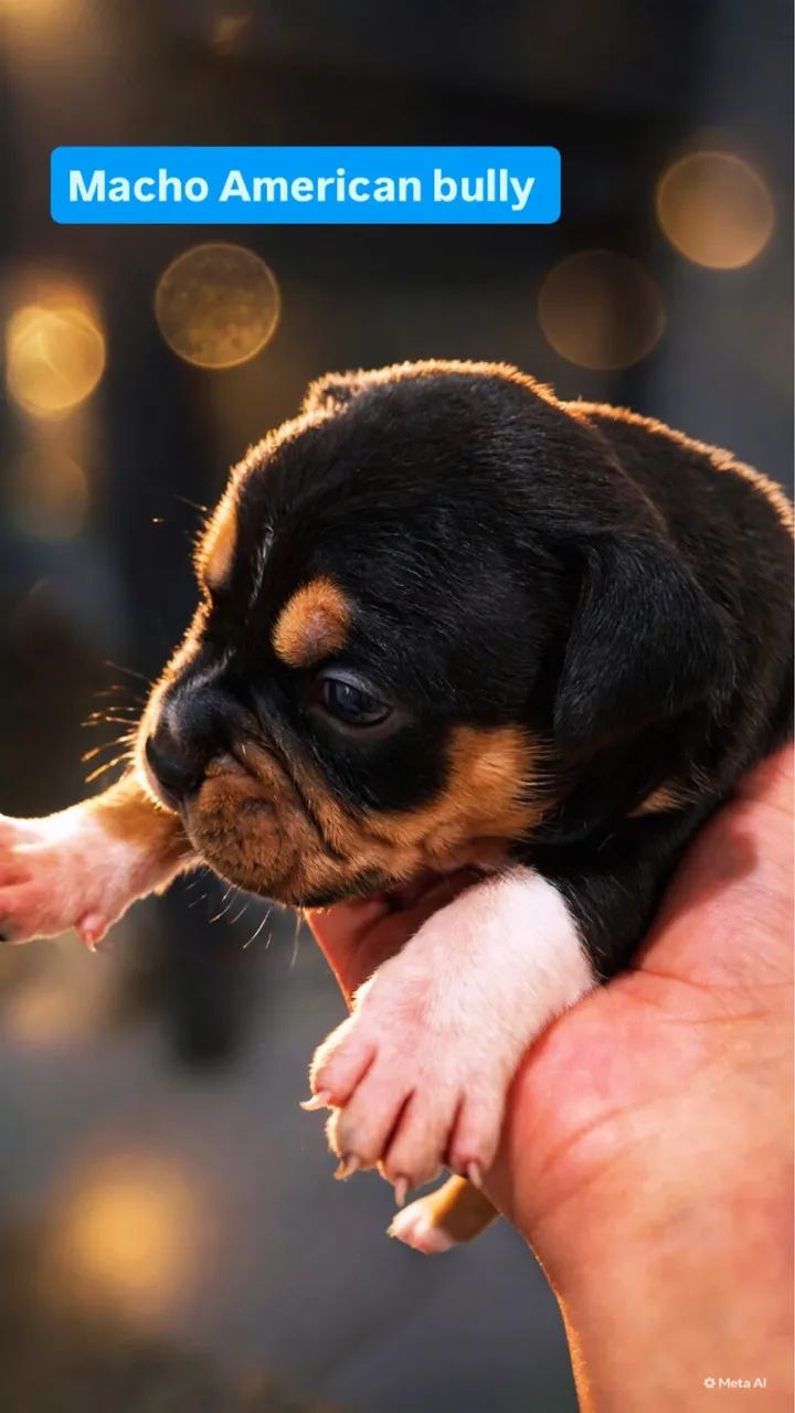Filhotes de American bully  - Foto 5