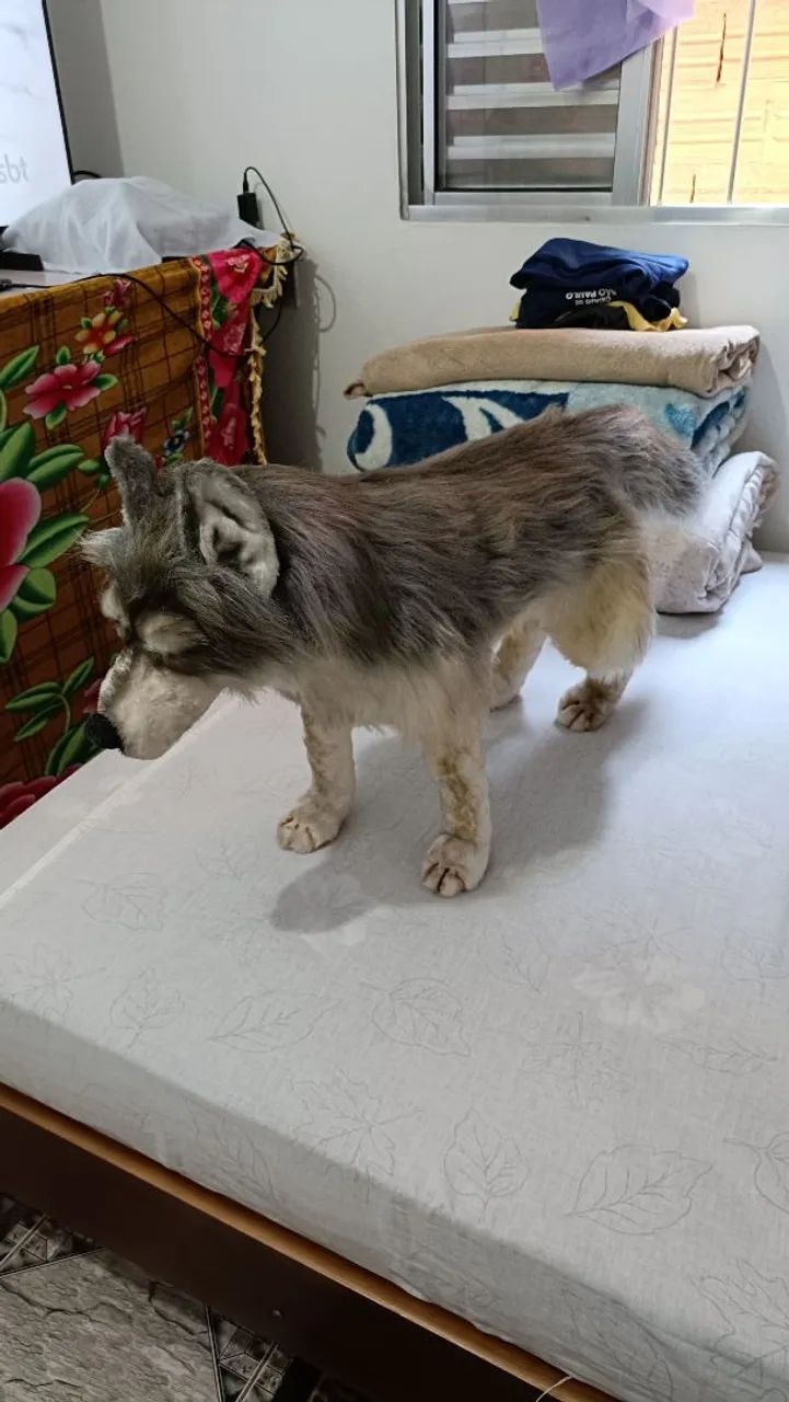 Cachorro 3D feito a mão - Foto 3