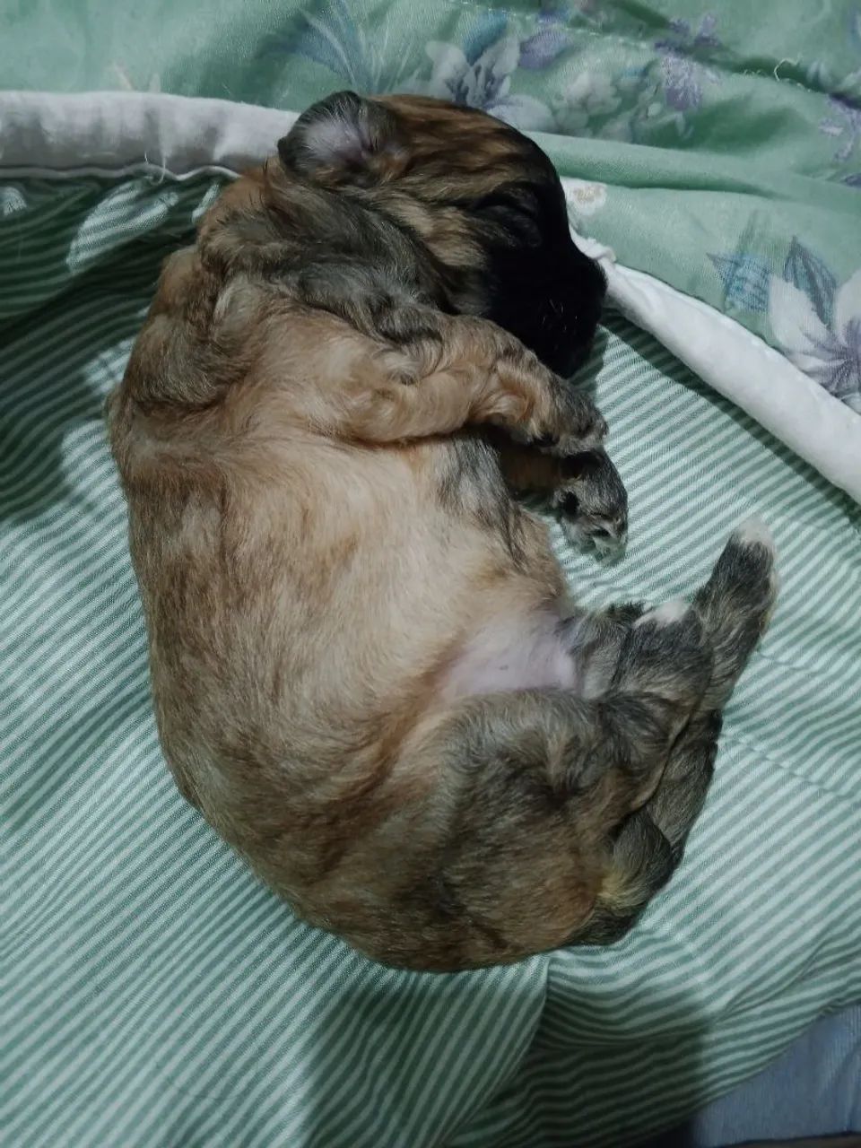 Cachorro  - Foto 2