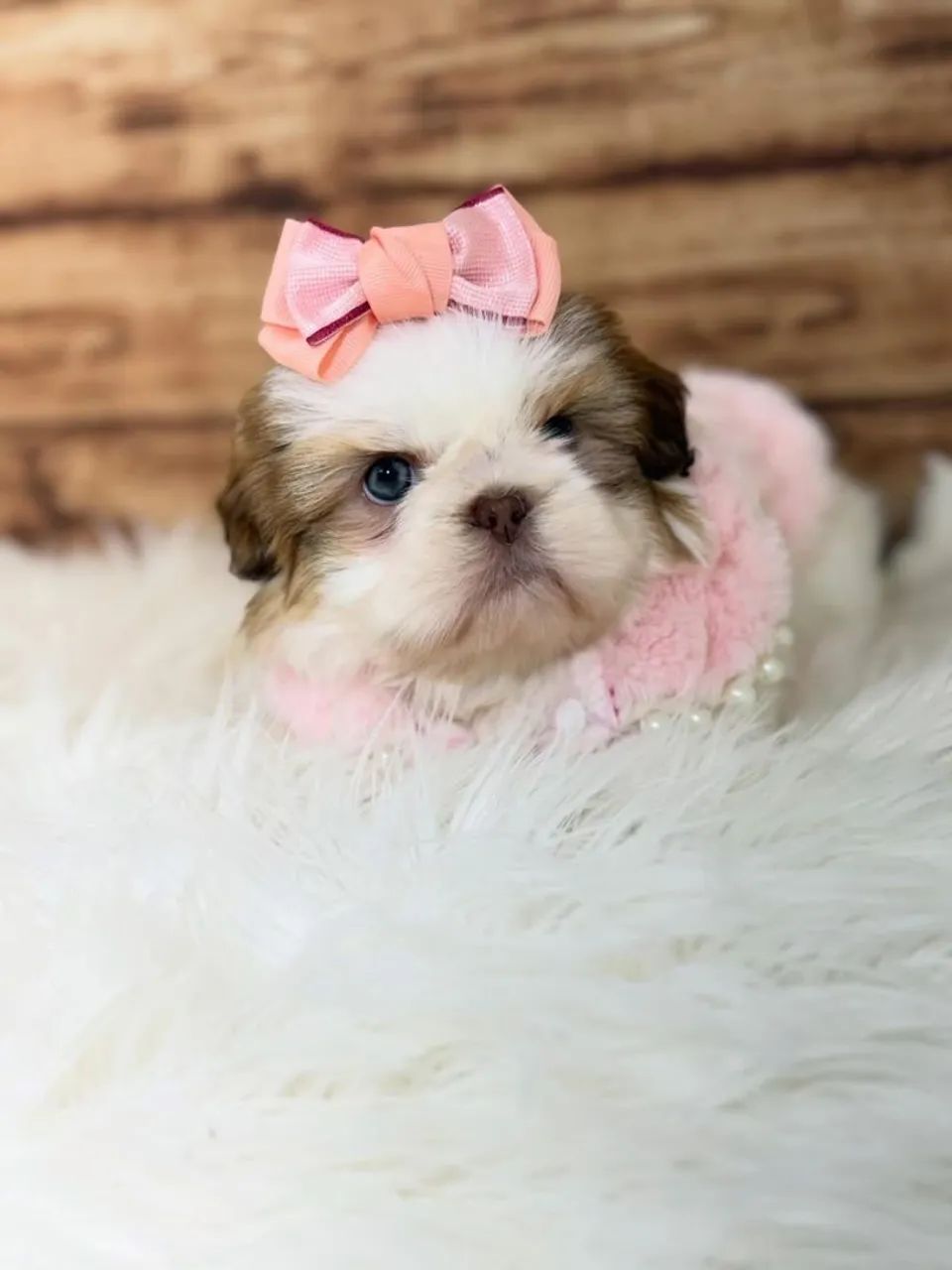 SHIHTZU mini e micro  - Foto 3
