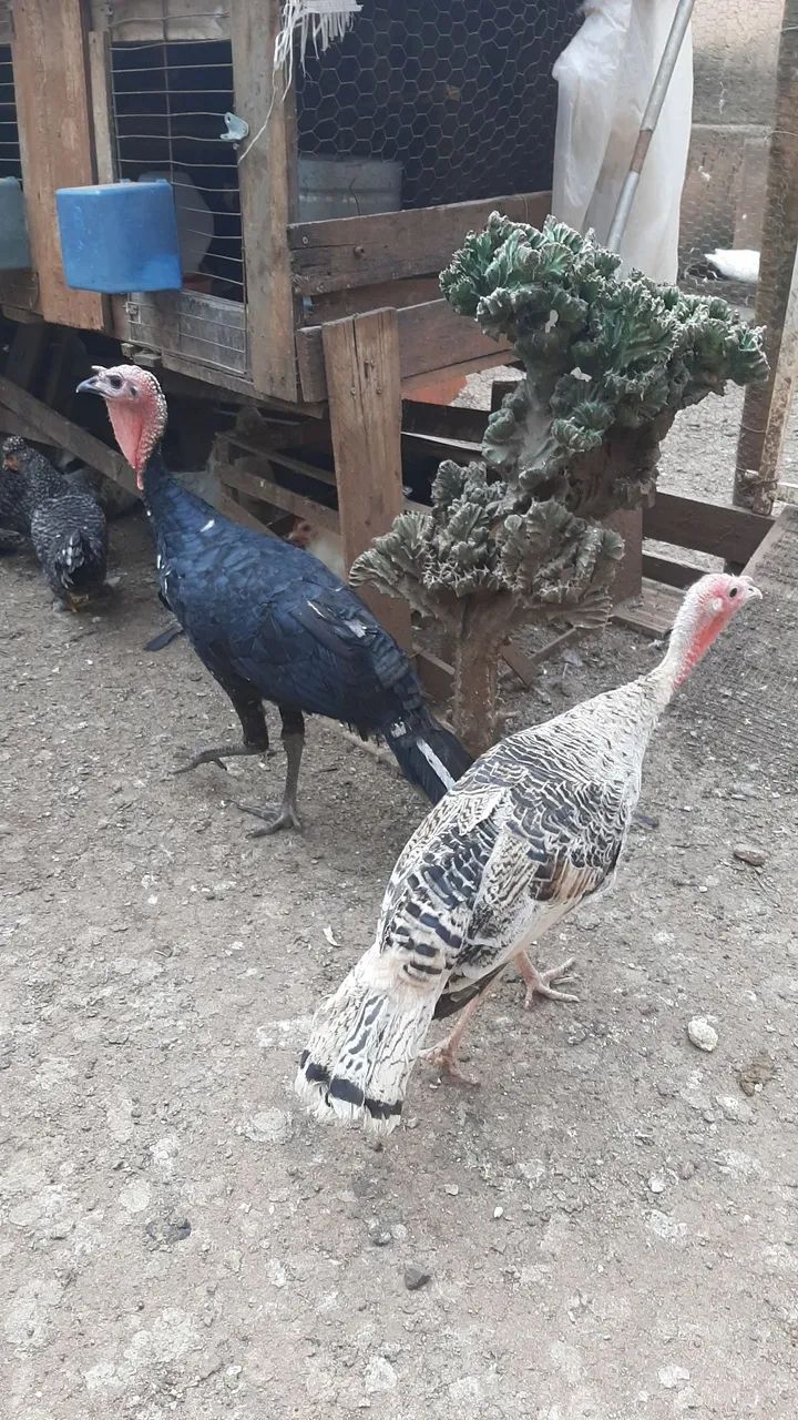 2 casal de perus 