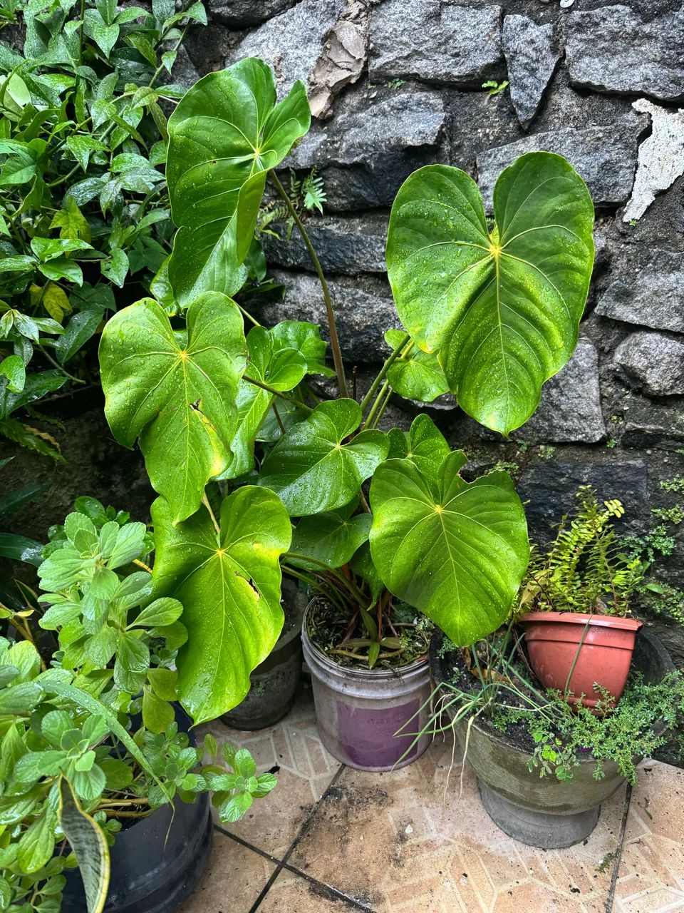 Planta copo de leite - Foto 2