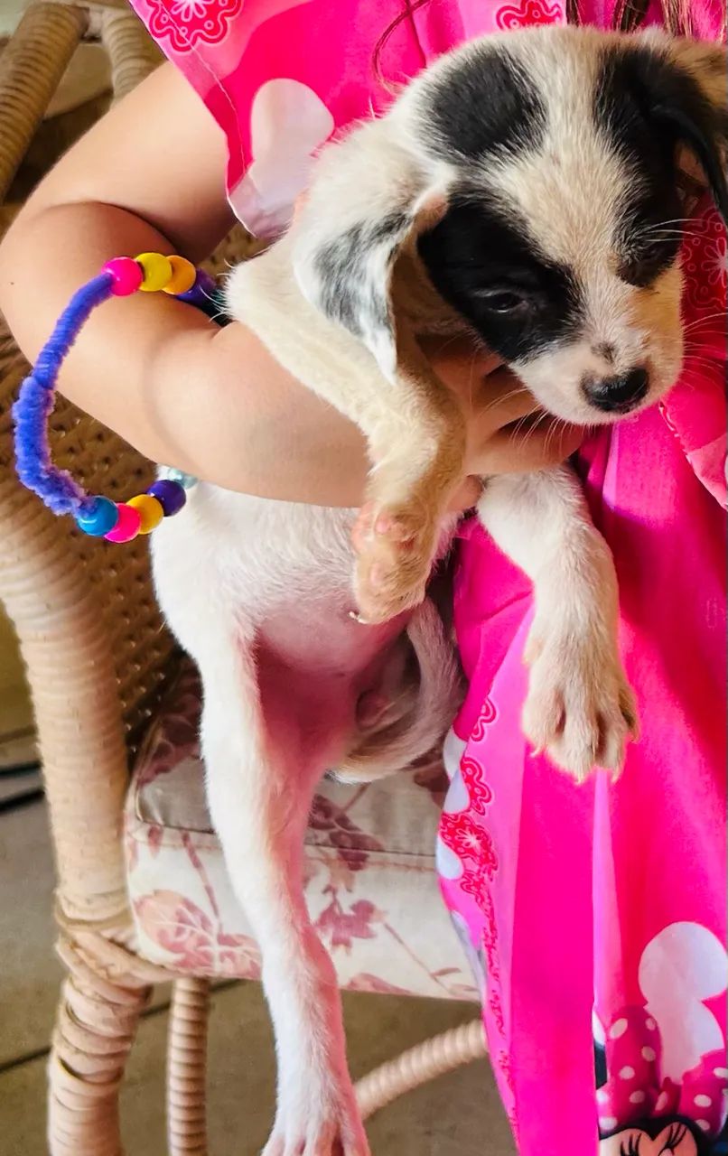 ADOÇÃO COM AMOR!  - Foto 3