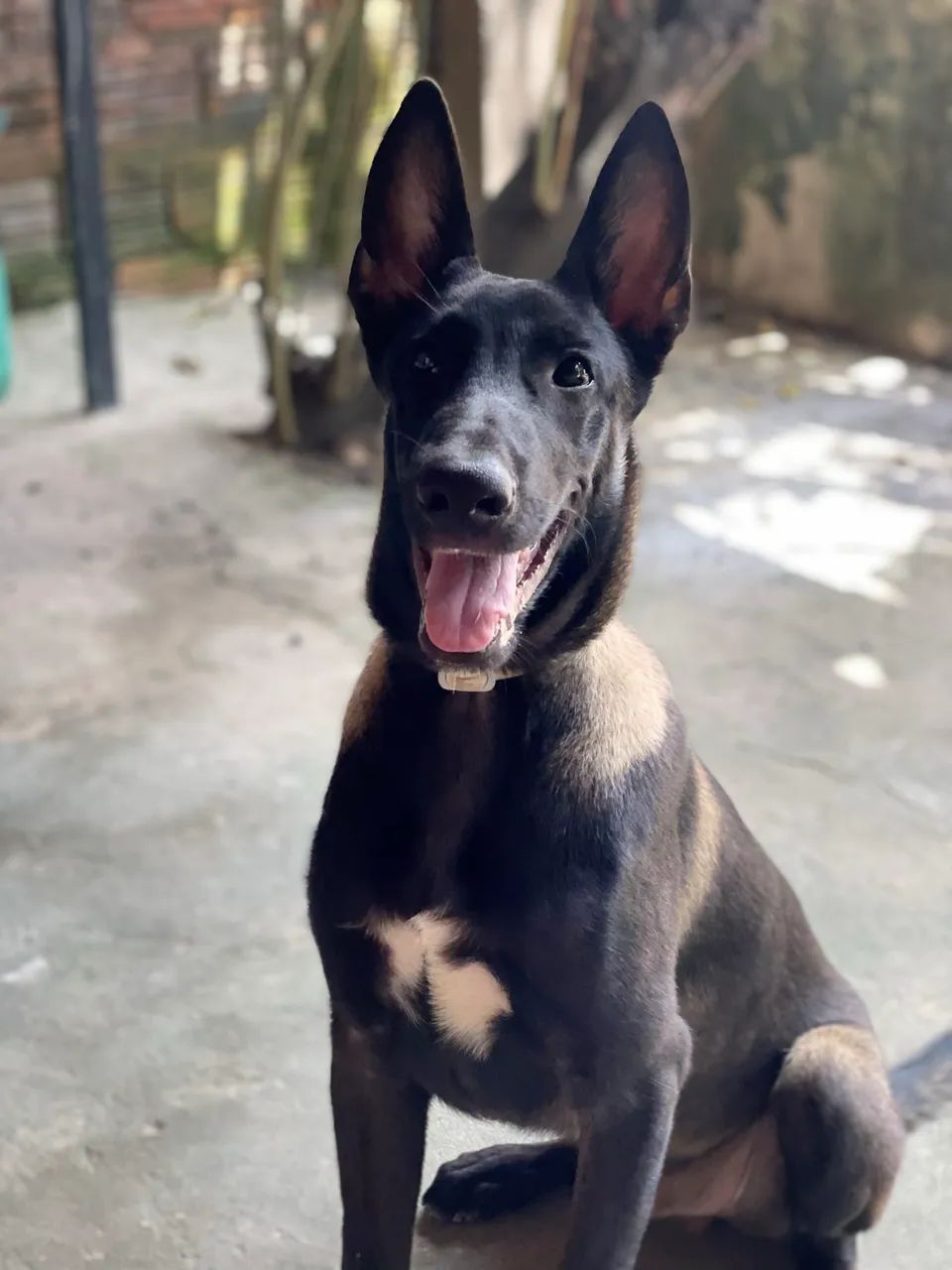 Belga Malinois 