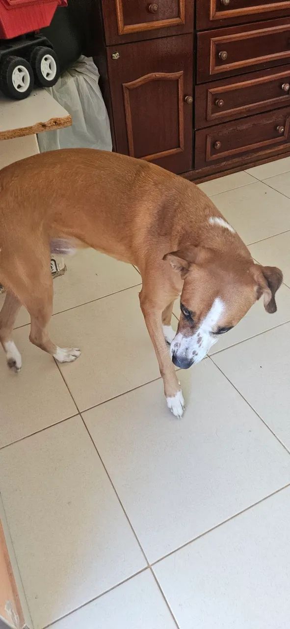 Doa-se cão  - Foto 2