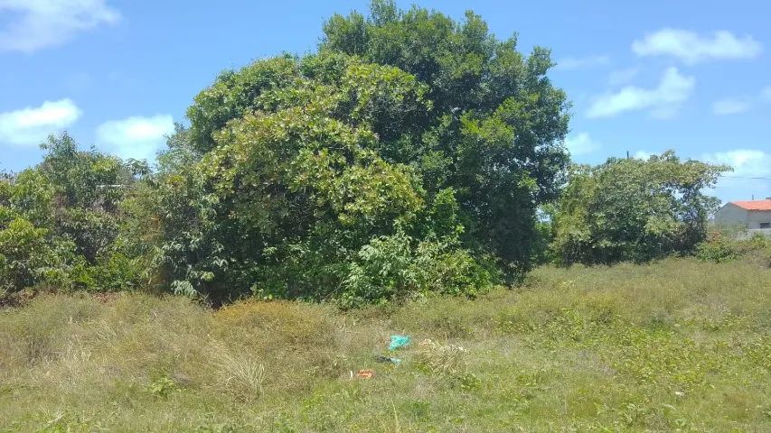 Terreno em Lucena 10X40 (83)  - Foto 5