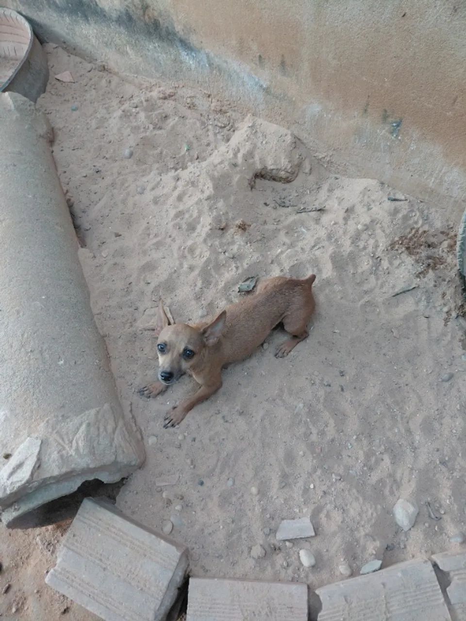 Pinscher  fêmea 