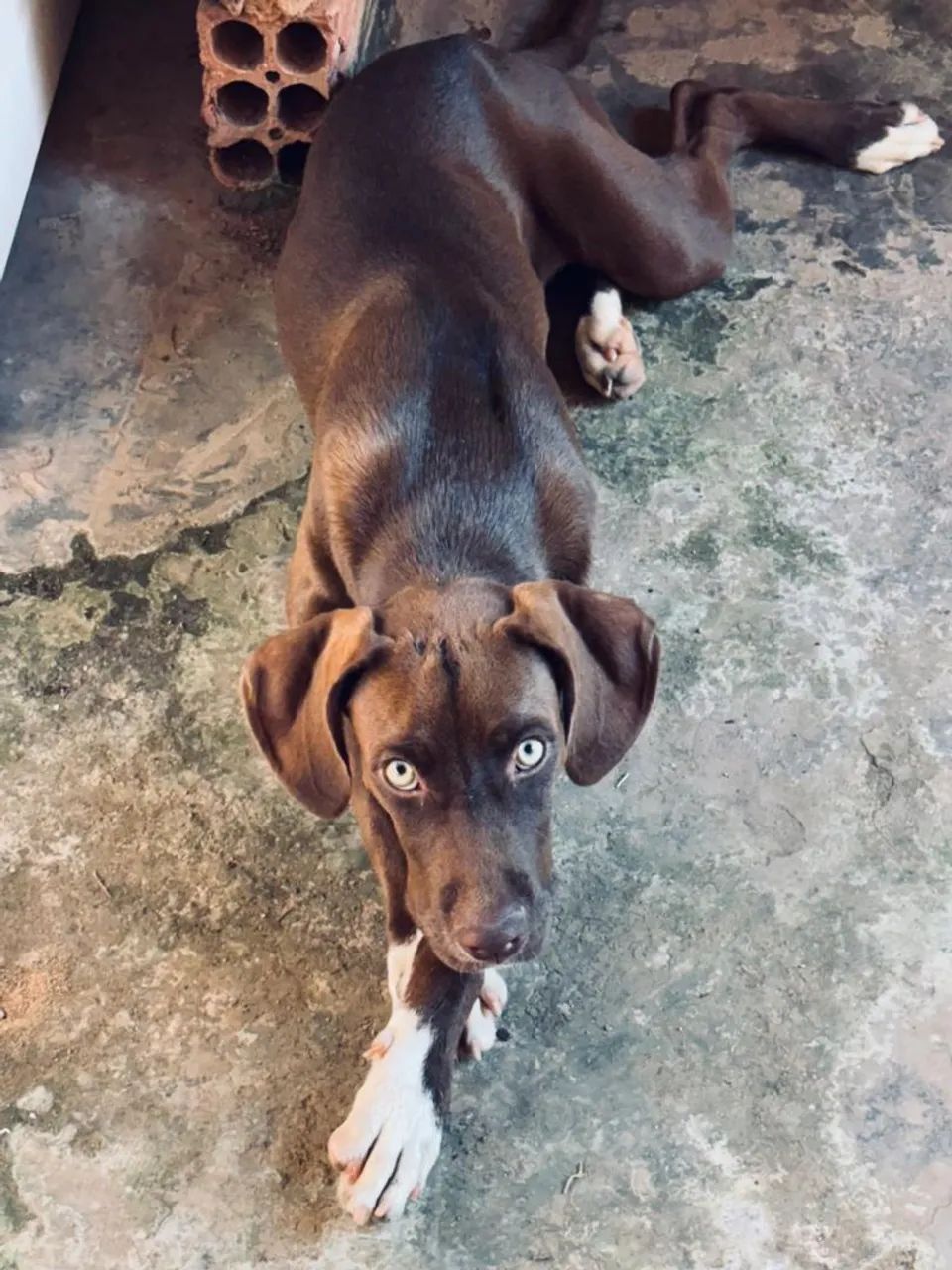 Doando cachorro 6 meses