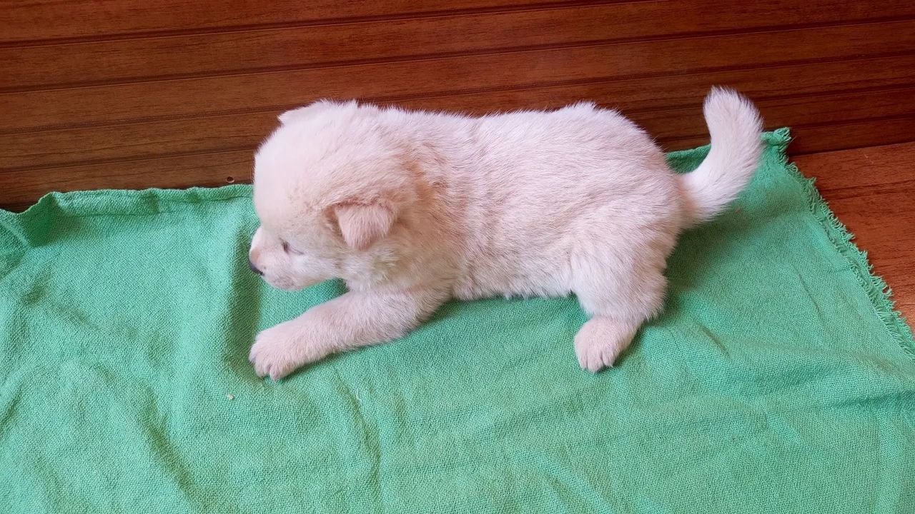 Cachorro 