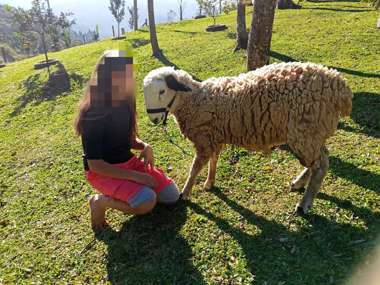 Carneiro manso - Foto 4