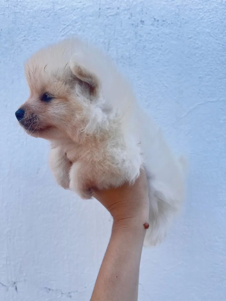 E spitz alemão  - Foto 2