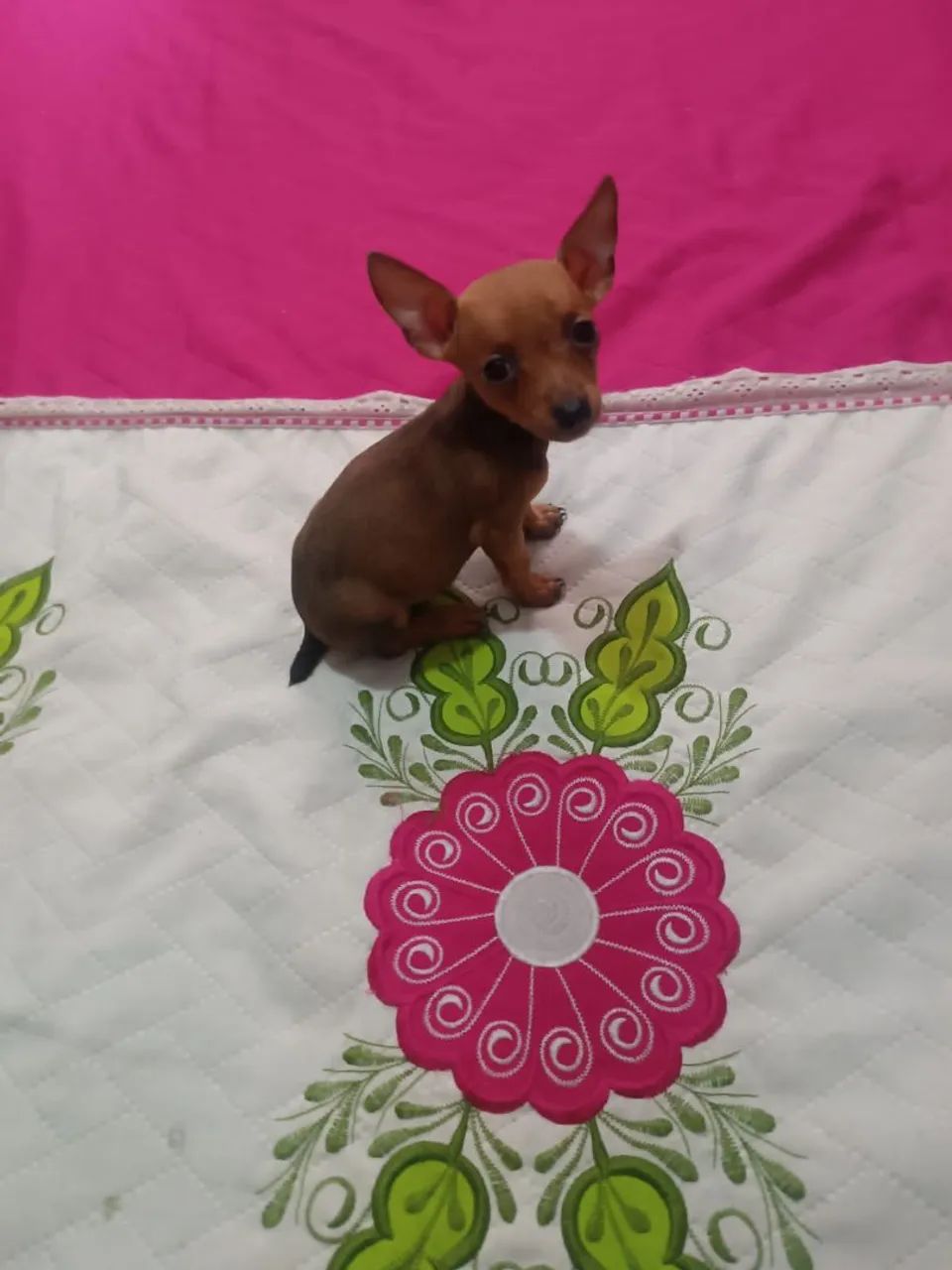 Pinscher 