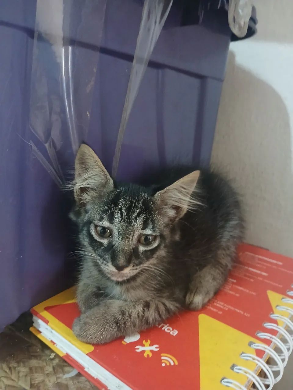 Adoção responsável fêmea - Foto 5