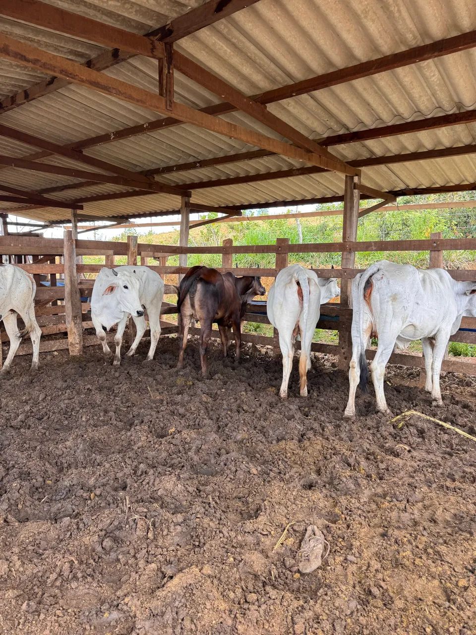 Vacas - Foto 2