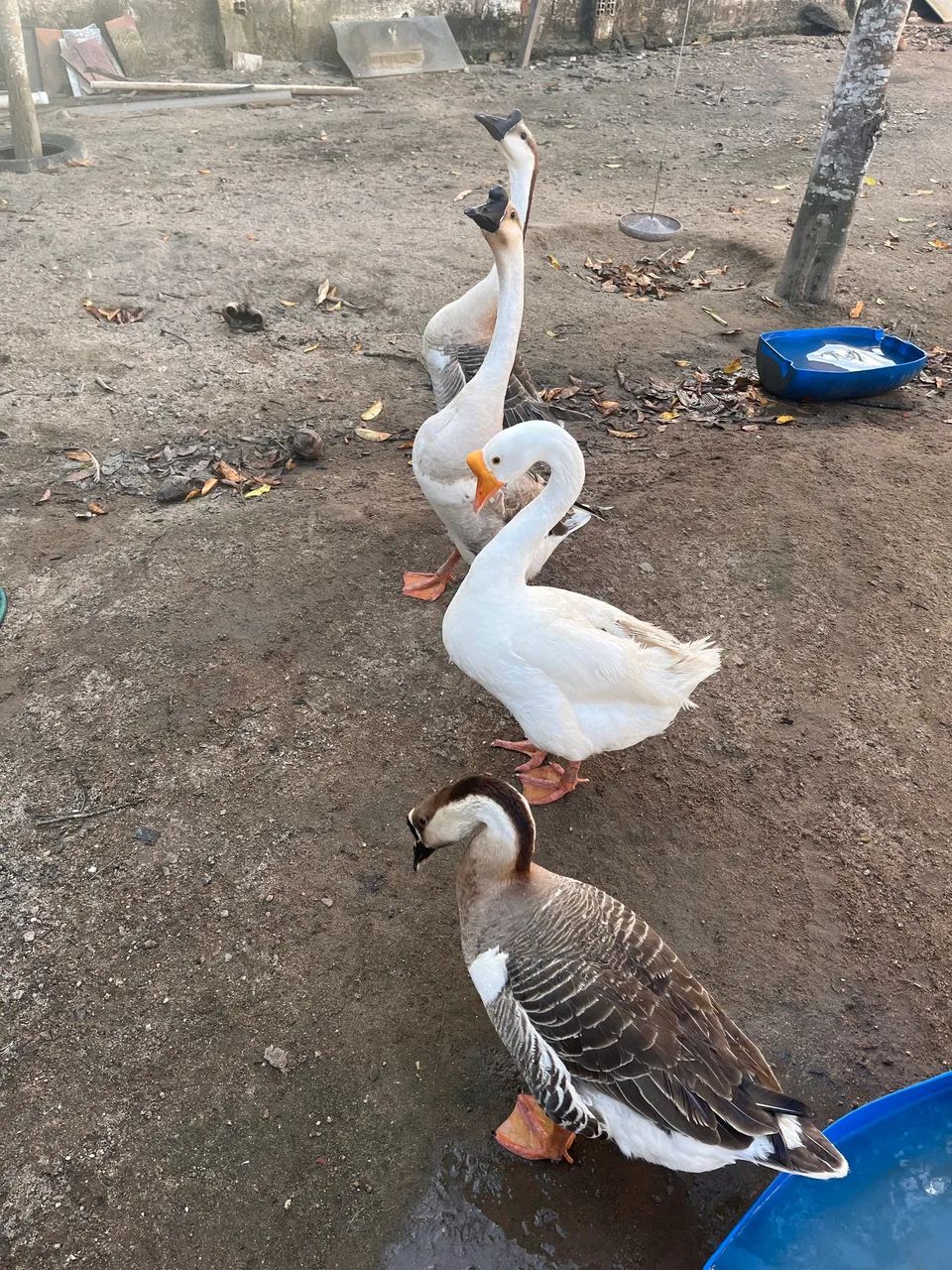 Ovos de ganso africano  - Foto 2