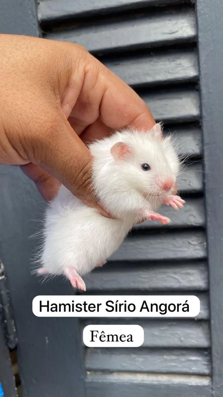 Hamister Sírio Angorá  - Foto 5