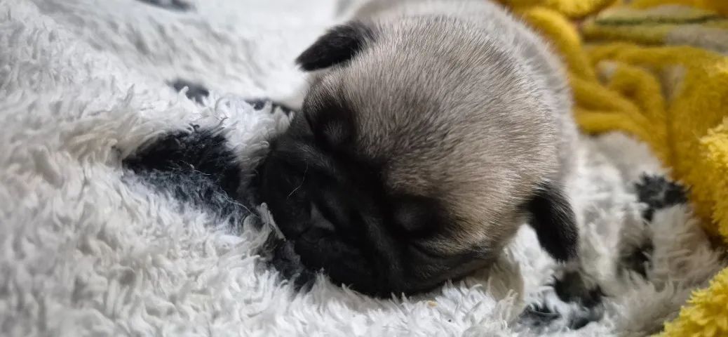 FILHOTES DE PUG