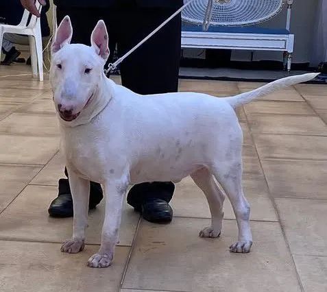 BULL TERRIER PARA COBERTURA 1,500 - Foto 4