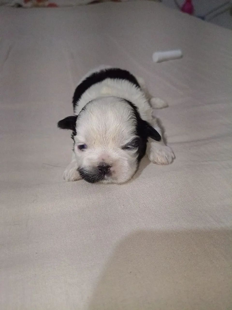Shitzu - Foto 3