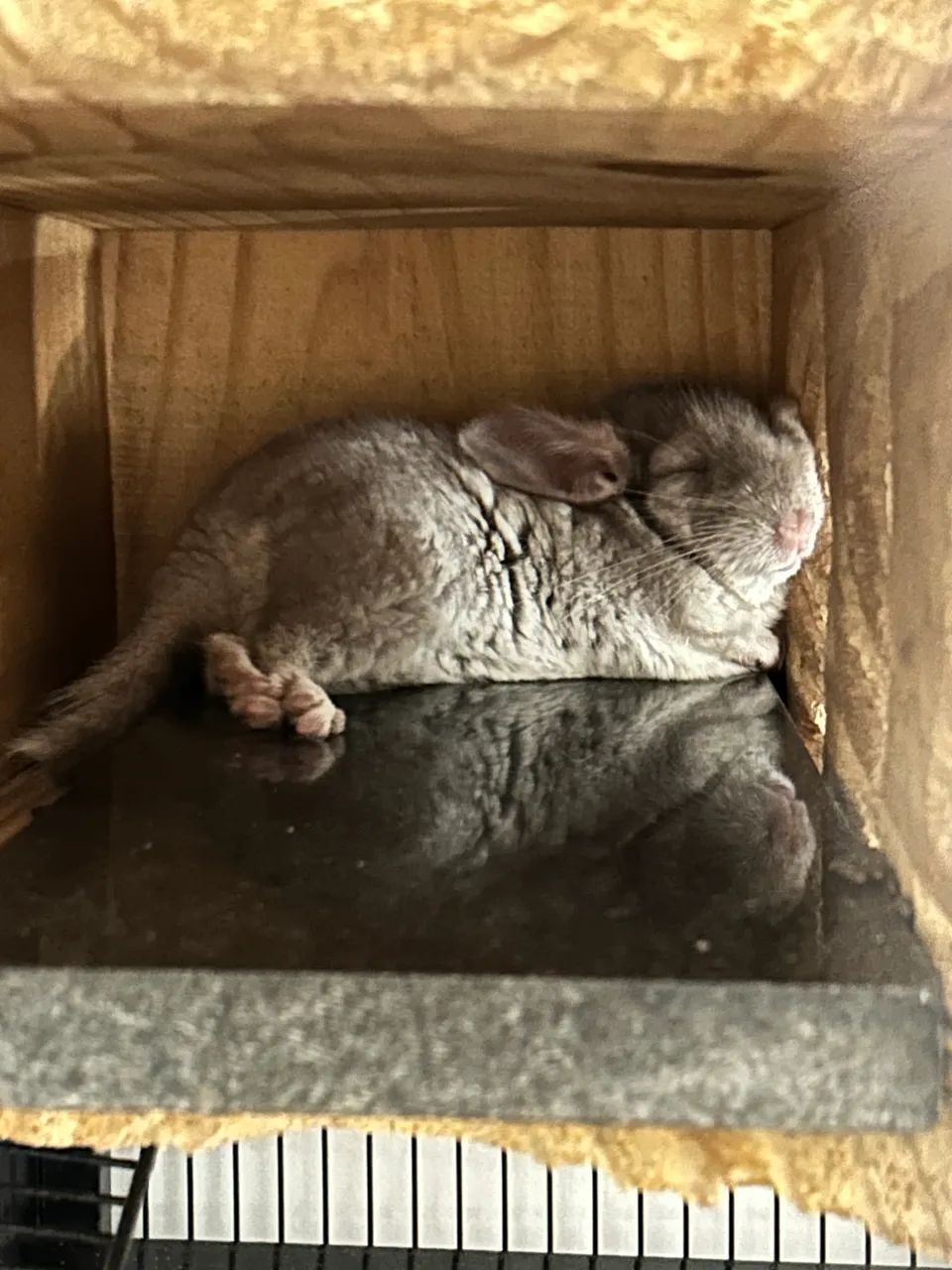 Vendo chinchila com gaiola  - Foto 2