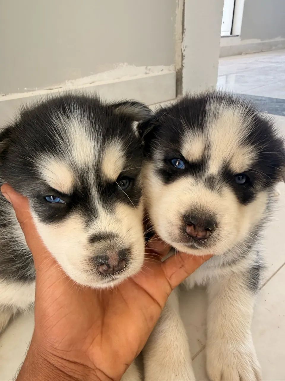 Husky siberiano disponível - Foto 4