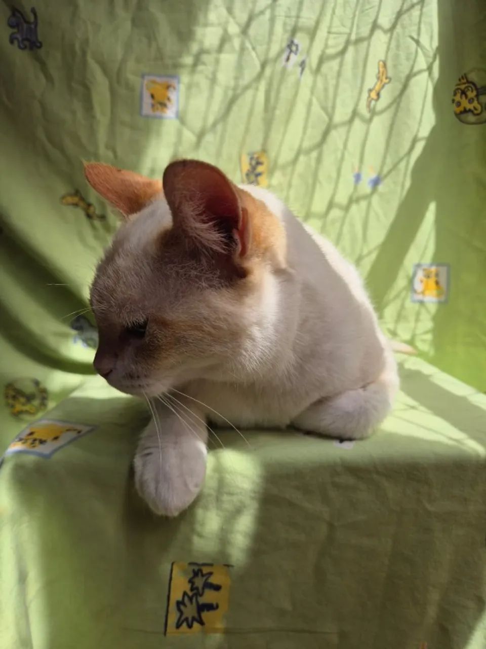 Adoção de gatinho - Foto 2
