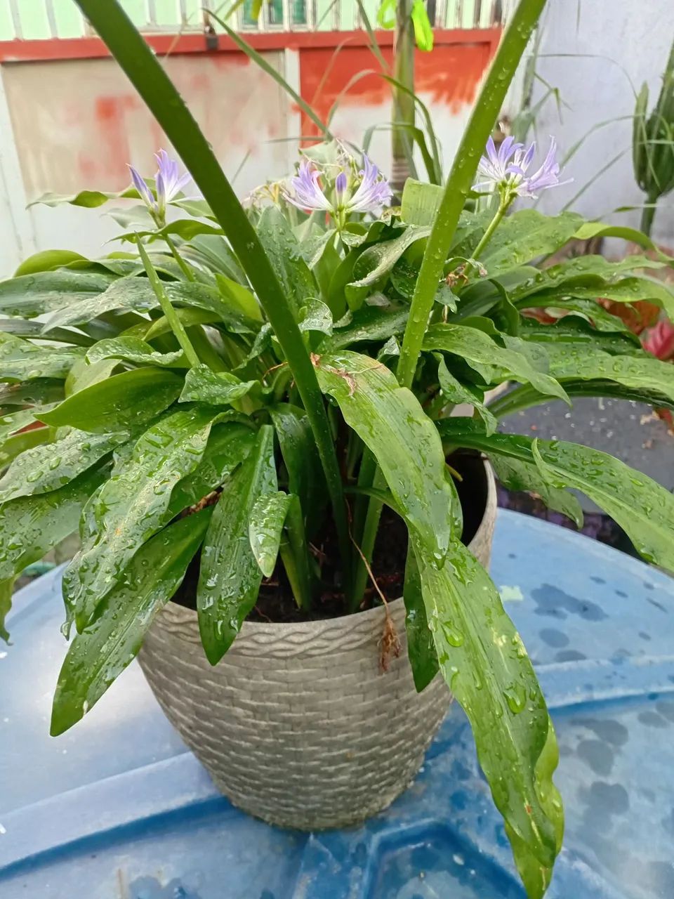 Plantas  - Foto 2