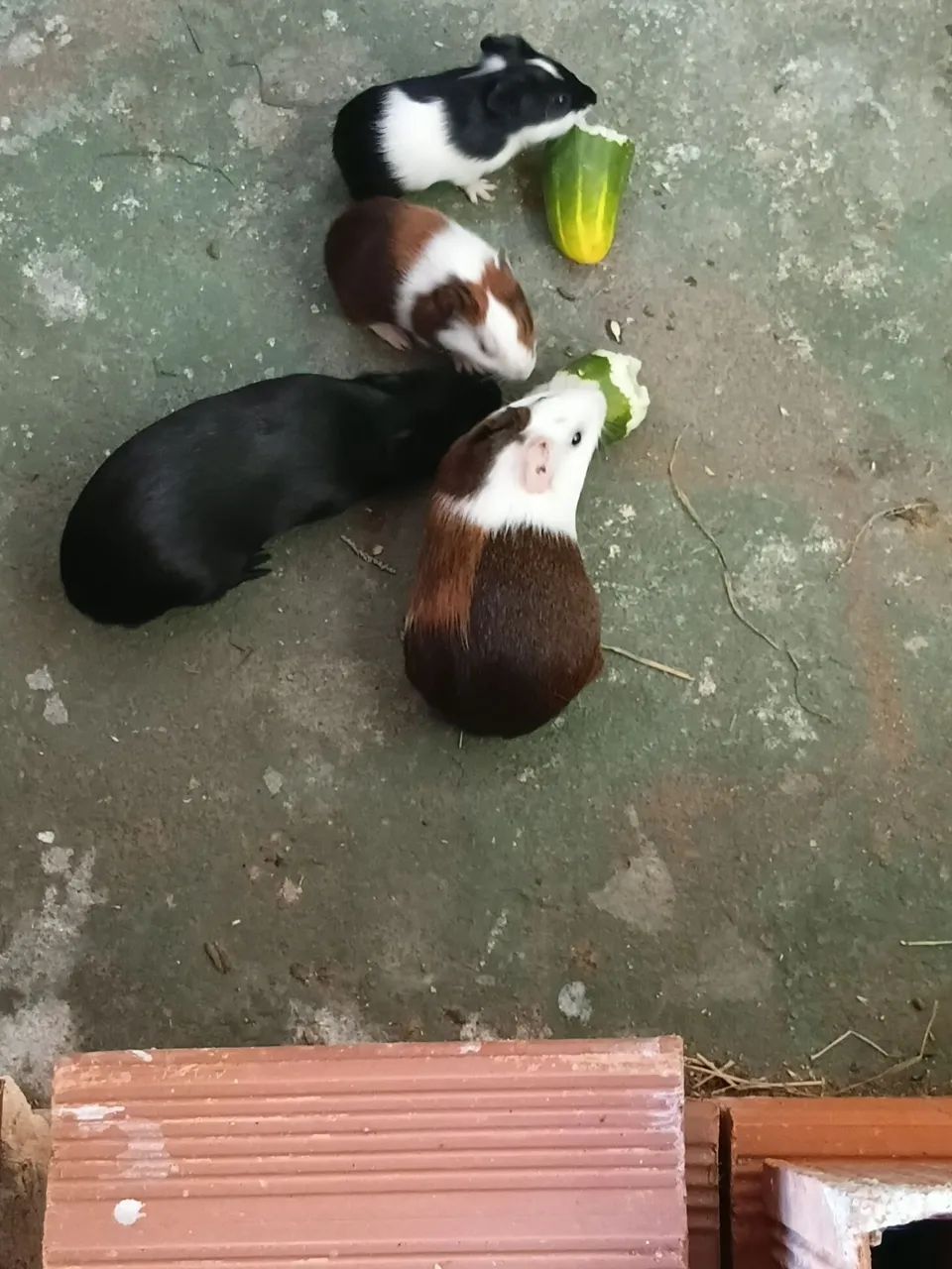 Pets prea