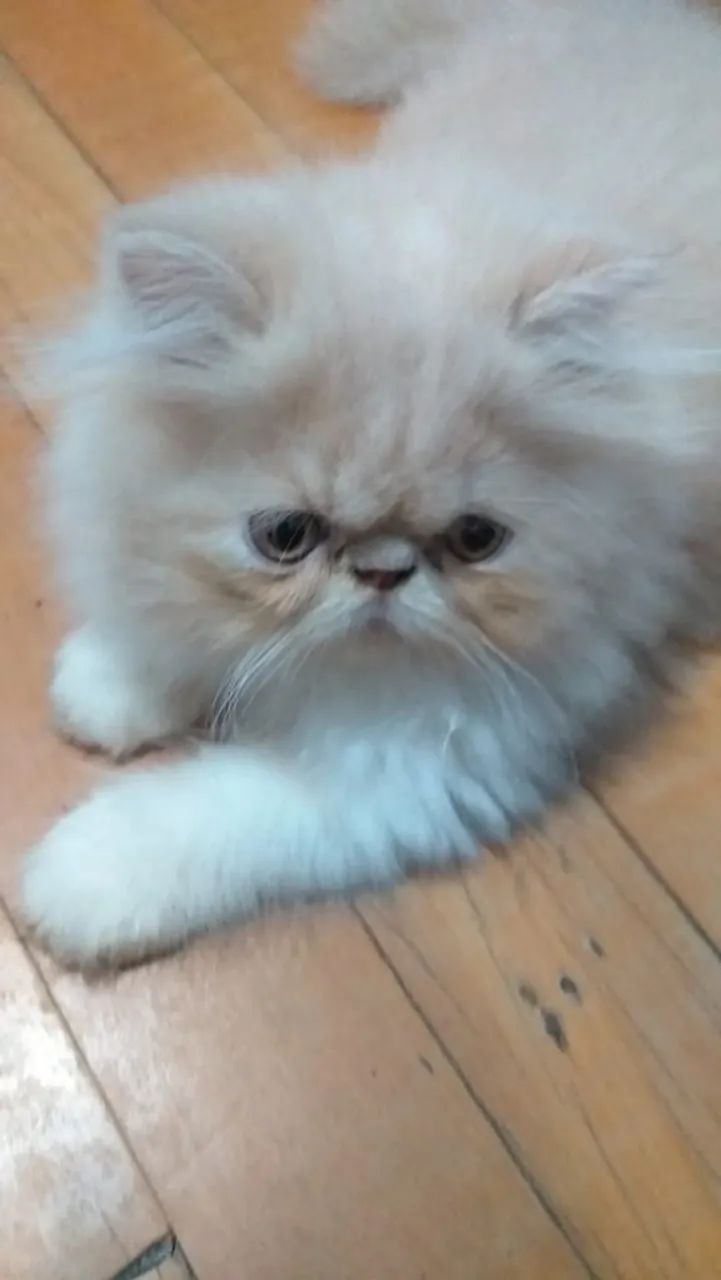 Filhotes de Gato Persa - Foto 5