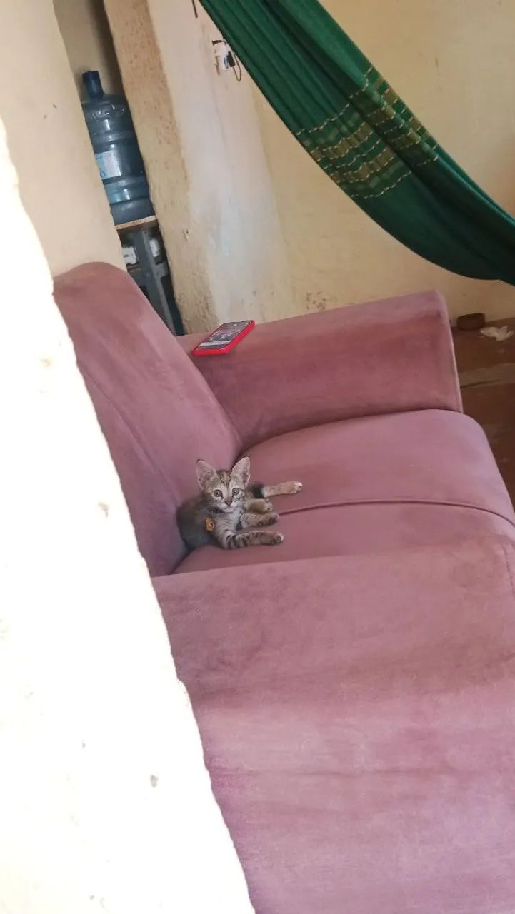 Gatinha filhote pra adoção  - Foto 2