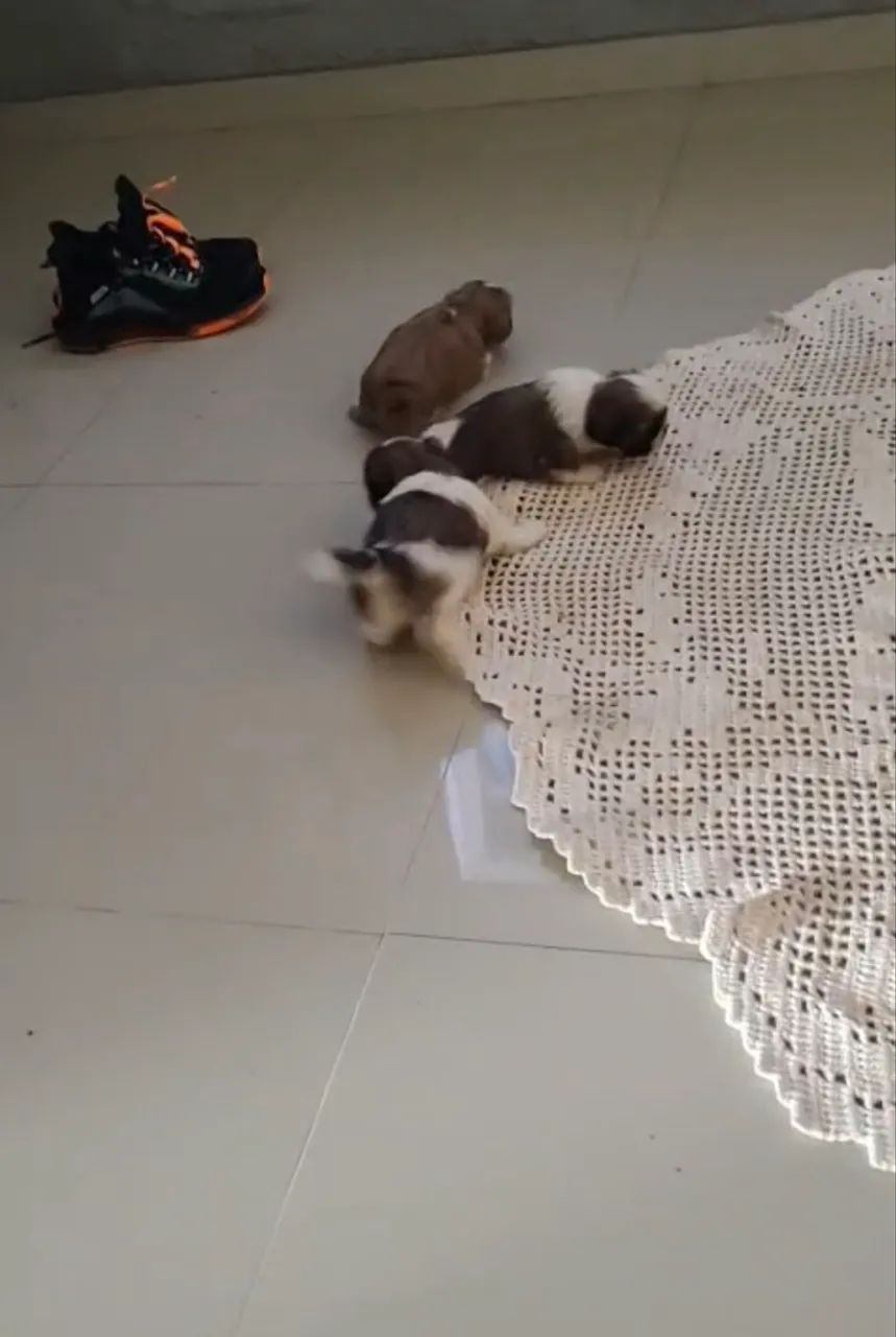 Shihtzu  - Foto 3