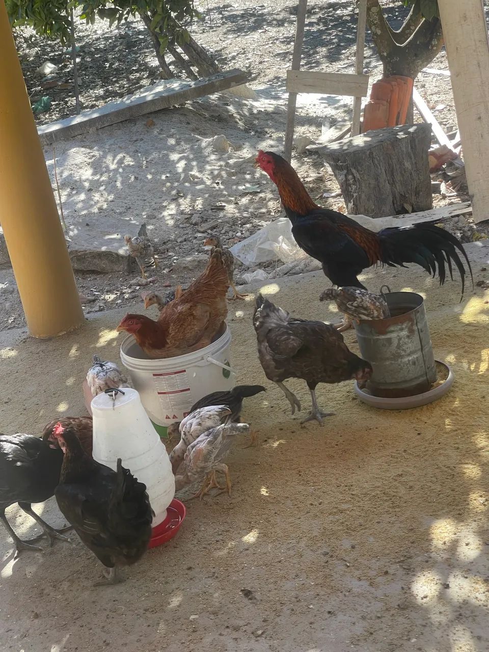 Galinha caipira  - Foto 4