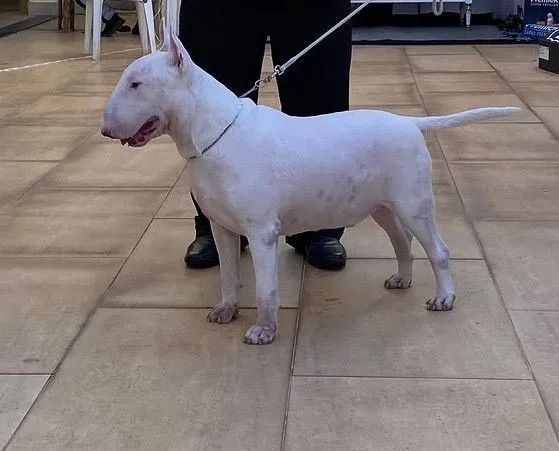 BULL TERRIER PARA COBERTURA 1,500 - Foto 3