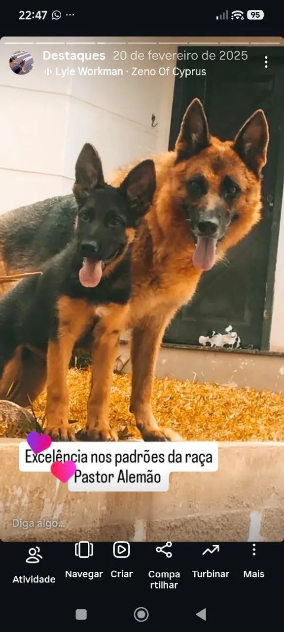 Filhotes de Pastor com Pedigree  - Foto 4