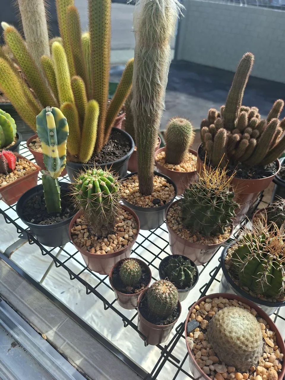 Cactos - Foto 3