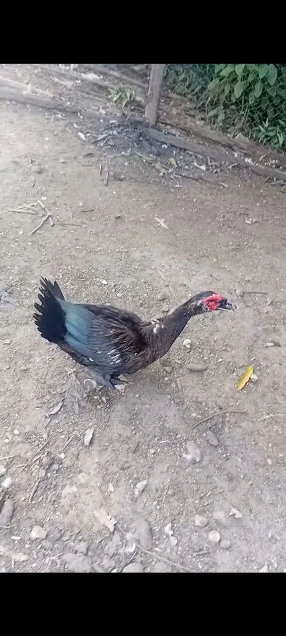 PATO