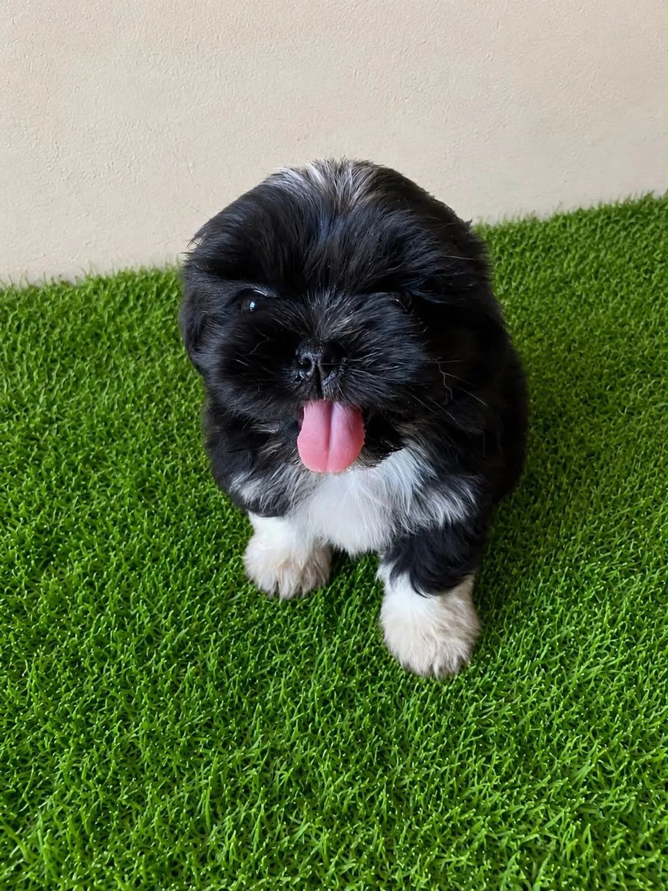 Cachorro 