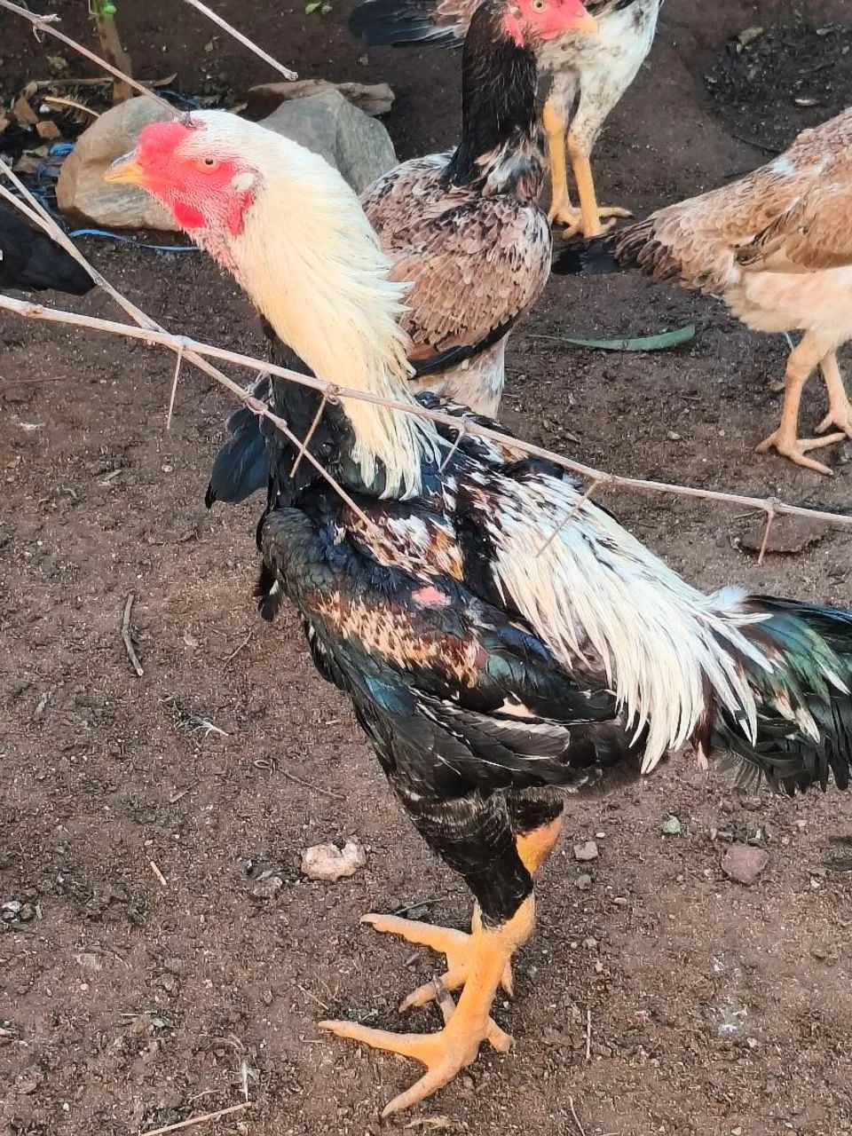 Frango índio gigante  - Foto 3