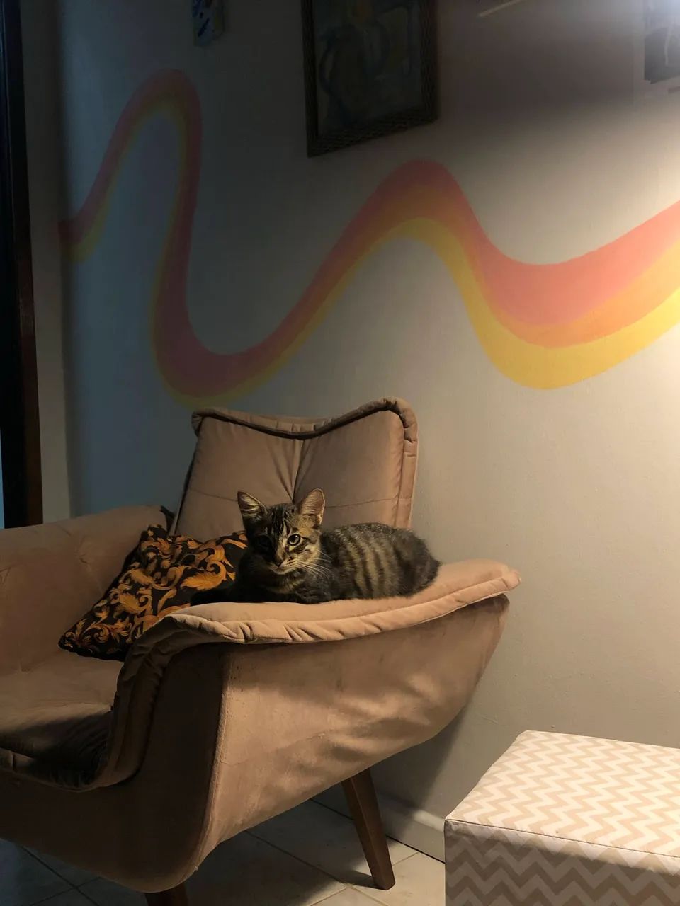 Gata para adoção  - Foto 2