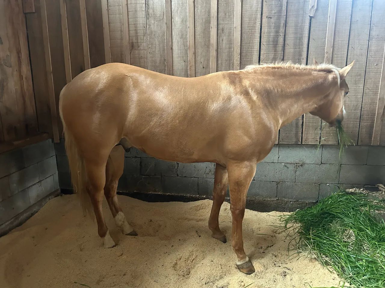 Cavalo qm - Foto 3
