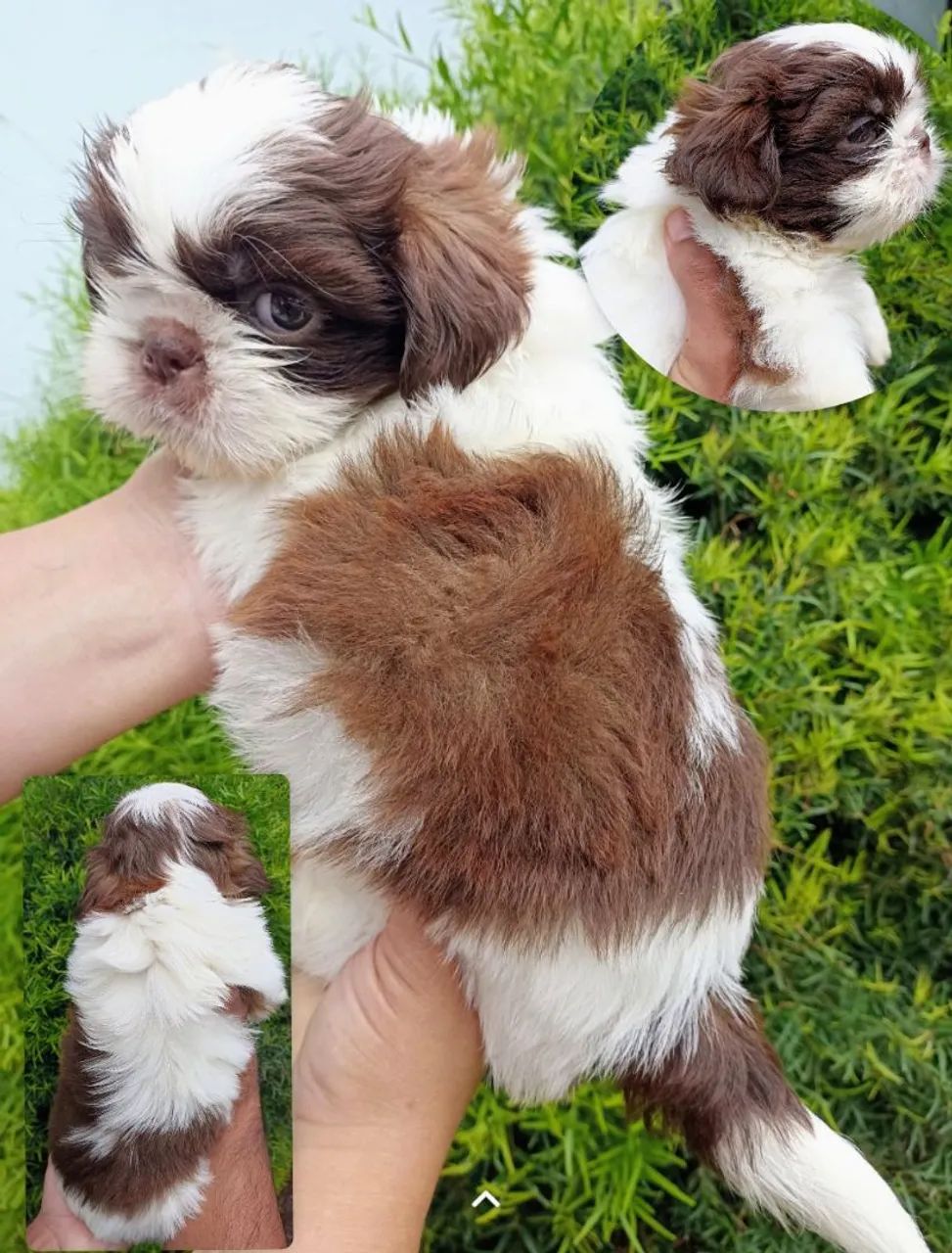 Shih tzu  - Foto 2