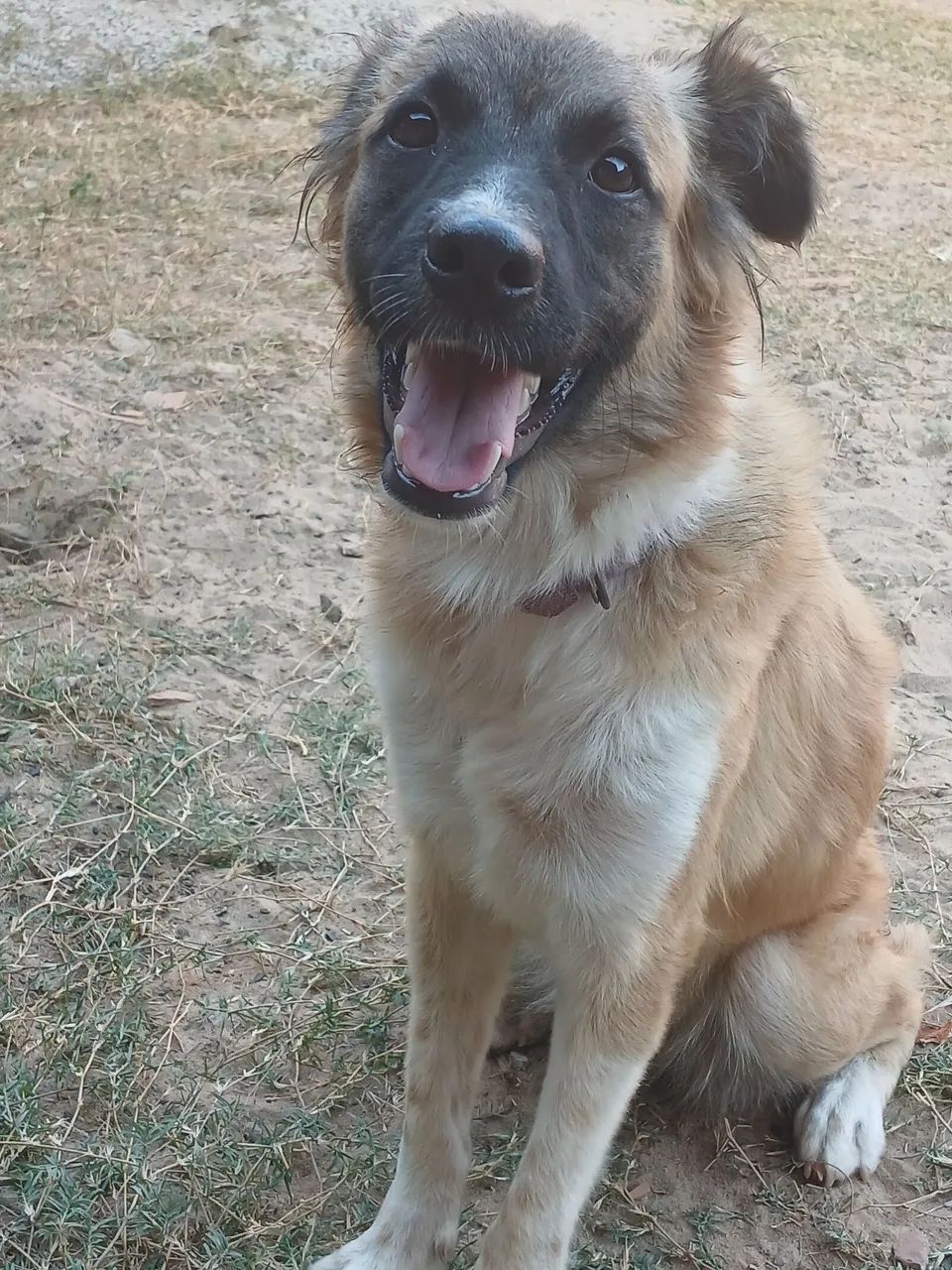 Cadela para doação 
