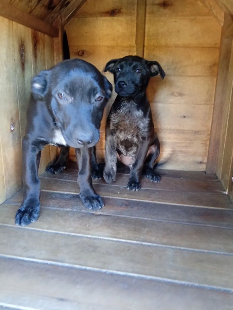 5 filhotes de cachorro para adoção. - Foto 2