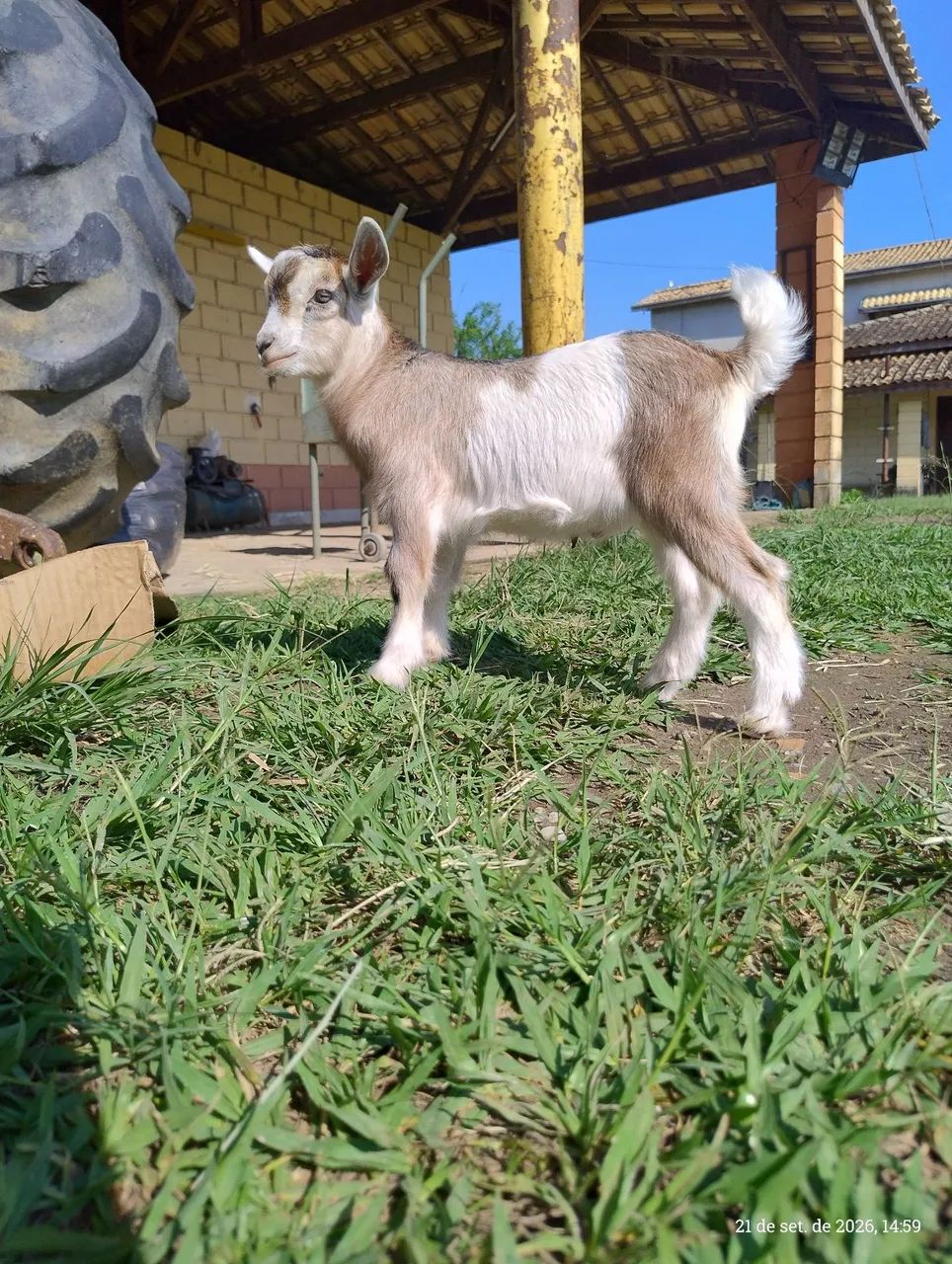 Mini Cabra - Foto 5
