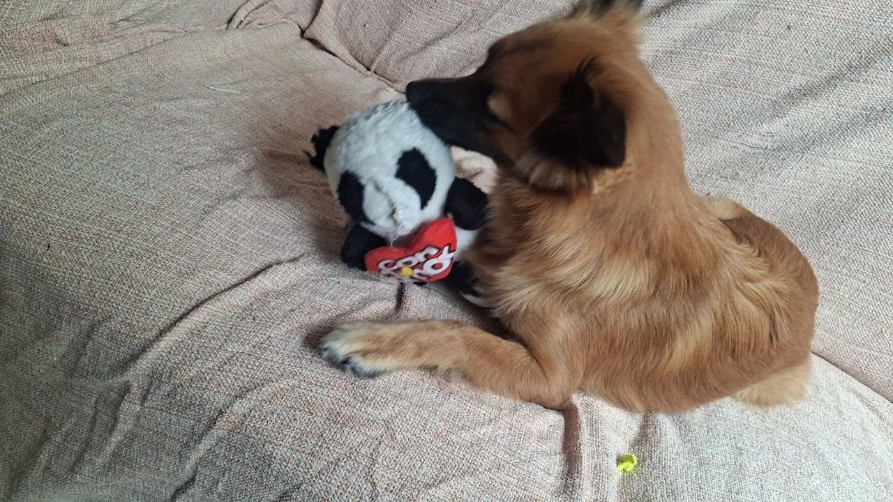 Cachorro para adoção responsável  - Foto 2