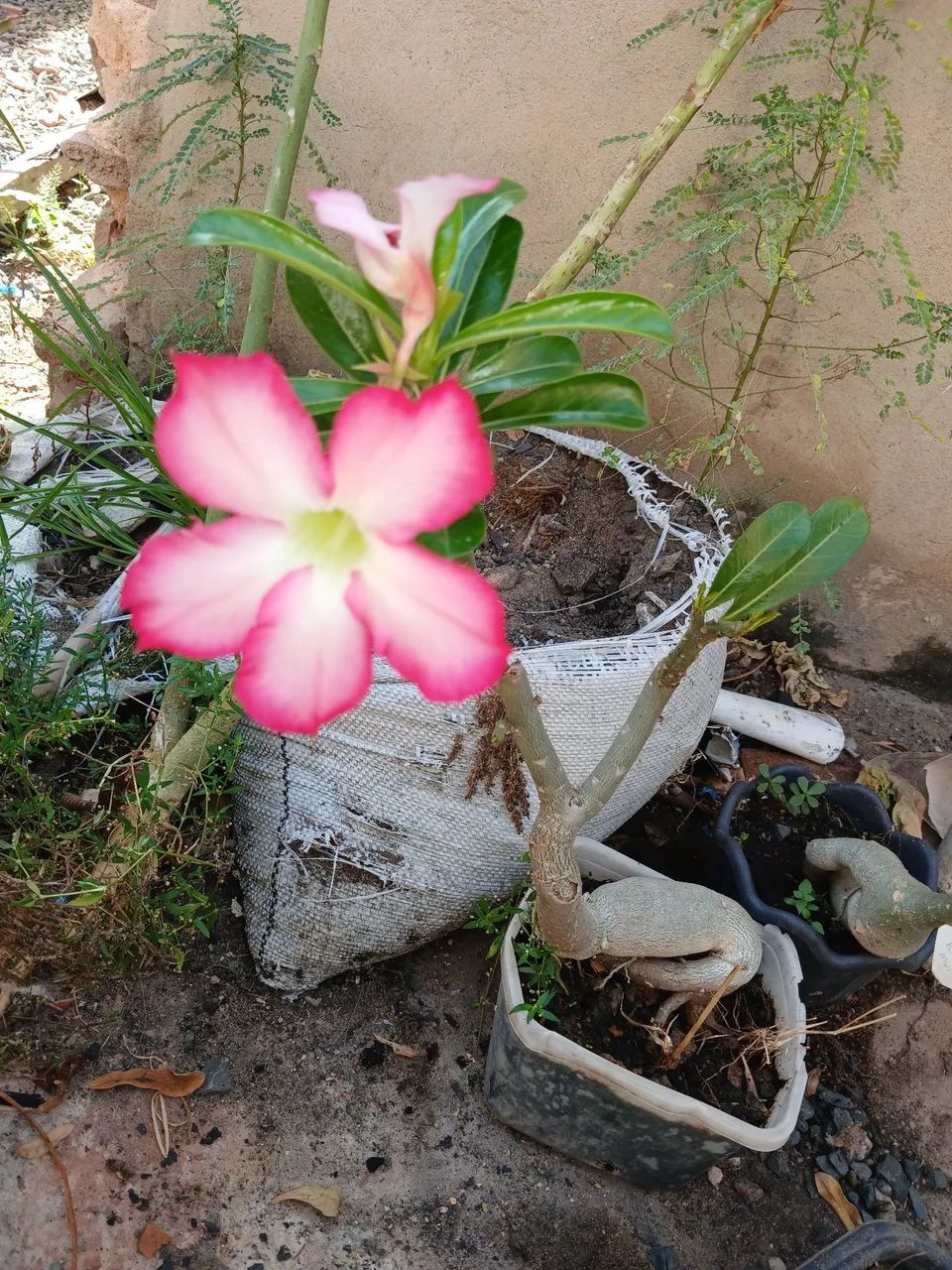 Vendo Rosa do deserto  - Foto 2