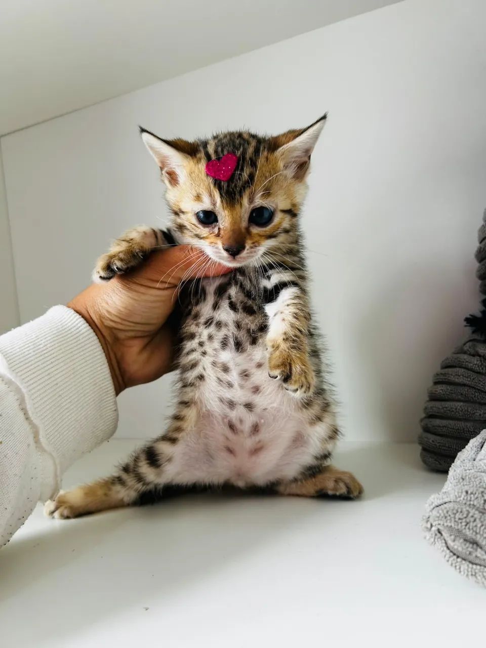 Bengal  - Foto 3
