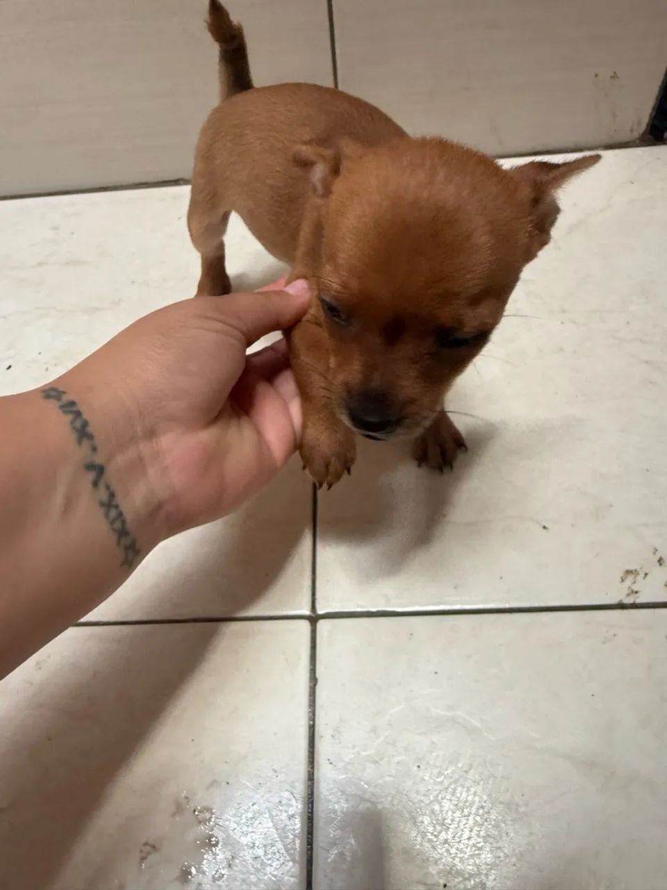 Animal - Foto 2
