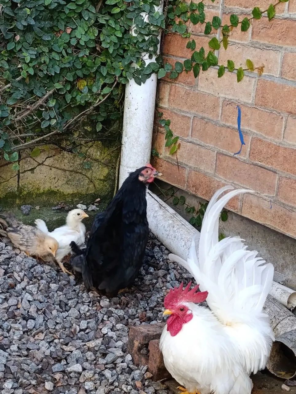 Pintinhos Garnizé  - Foto 2
